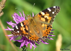 Painted Lady