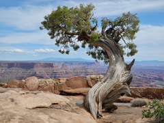 Utah Juniper