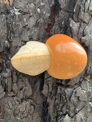 Veiled Polypore