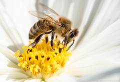 Western Honey Bee