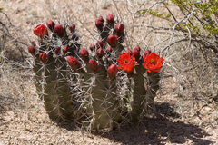 Kingcup Cactus