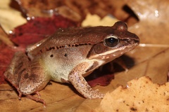 Wood Frog