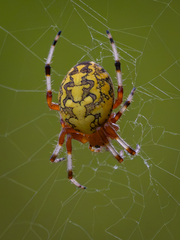 Marbled Orbweaver