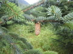 Sitka spruce