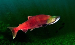 Sockeye Salmon