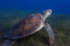 Green Sea Turtle