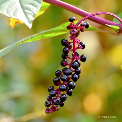 American pokeweed