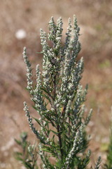 common mugwort