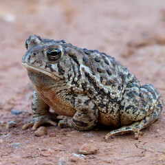 Woodhouse's Toad