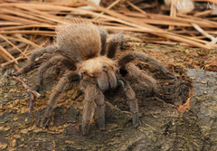 Texas Brown Tarantula