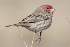 House Finch