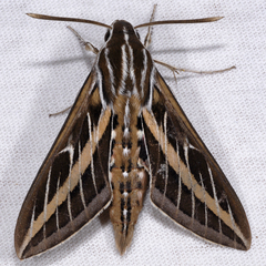White-lined Sphinx