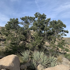 Colorado Pinyon