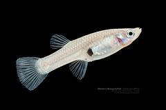 Western Mosquitofish