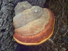 Schrenk's Red-Belt Conk