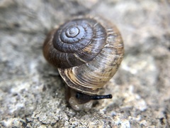 Sierra Blanca Woodlandsnail