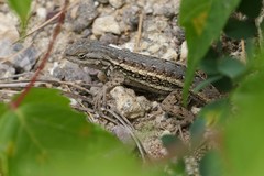 Southwestern Fence Lizard