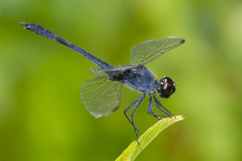 Seaside Dragonlet
