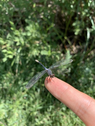 Seaside Dragonlet