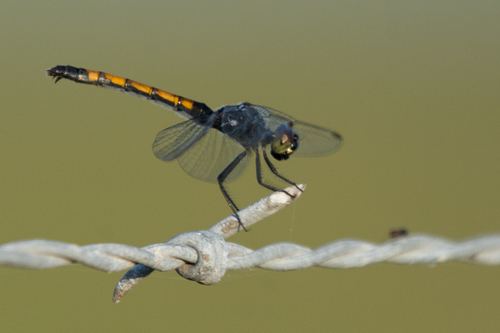 Seaside Dragonlet