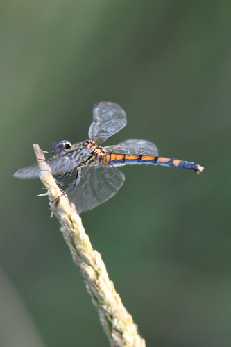Seaside Dragonlet