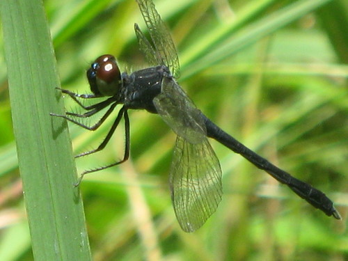 Seaside Dragonlet