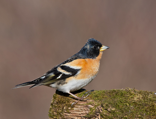 Brambling
