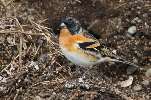 Brambling