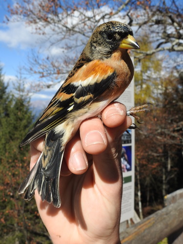 Brambling