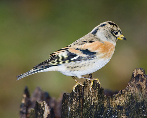 Brambling