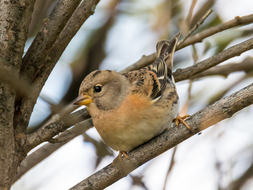 Brambling