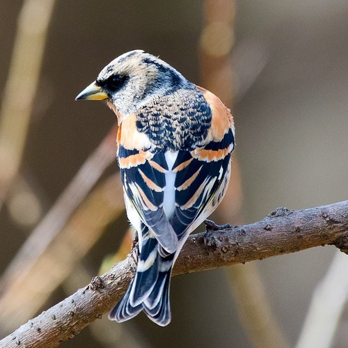 Brambling