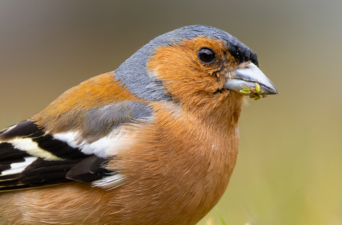 Common Chaffinch