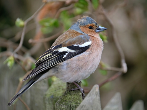 Common Chaffinch