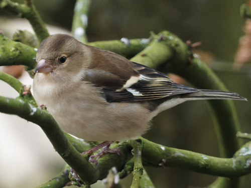 Common Chaffinch