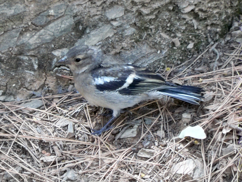 Common Chaffinch