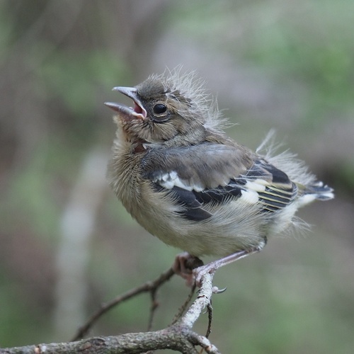 Common Chaffinch