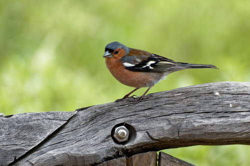 Common Chaffinch
