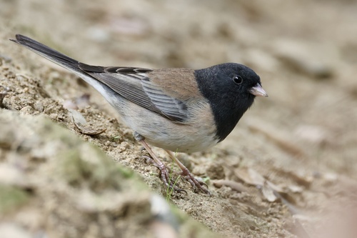 Dark-eyed Junco