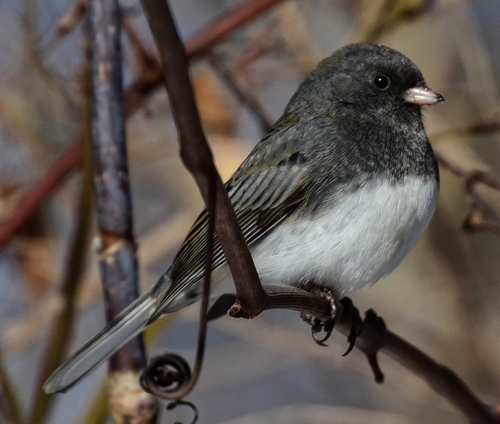 Dark-eyed Junco