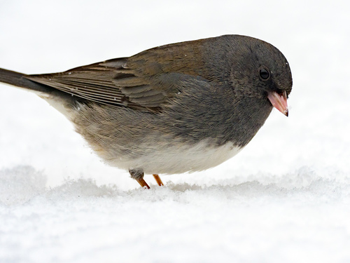 Dark-eyed Junco