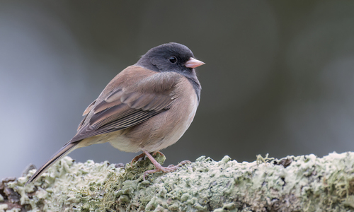 Dark-eyed Junco