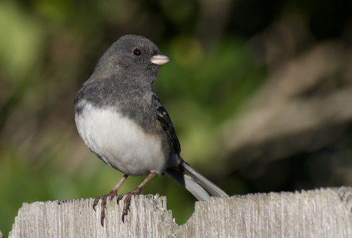 Dark-eyed Junco
