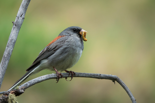 Dark-eyed Junco