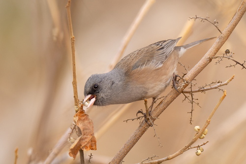 Dark-eyed Junco