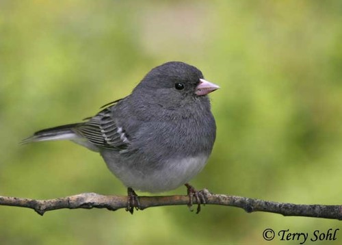Dark-eyed Junco