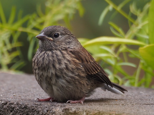 Dark-eyed Junco
