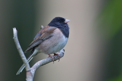 Dark-eyed Junco