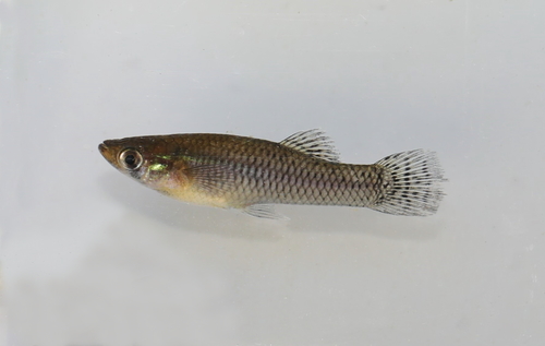 Eastern Mosquitofish