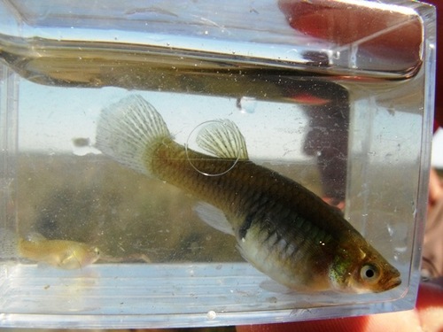 Eastern Mosquitofish